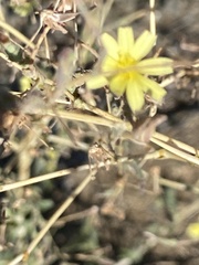 Lactuca saligna