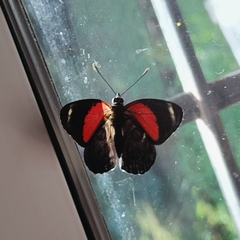 Catagramma pygas thamyras