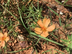Portulaca suffrutescens