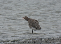 Limosa limosa