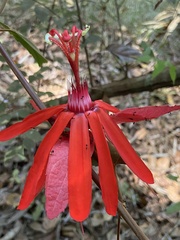 Coccinea