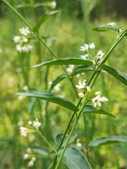 Vincetoxicum hirundinaria