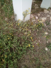 Heterotheca