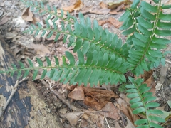 Polystichum acrostichoides