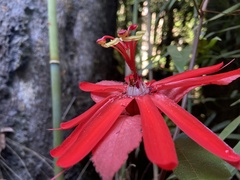 Coccinea