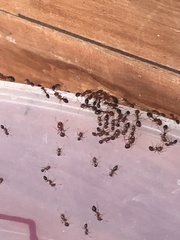 Solenopsis xyloni