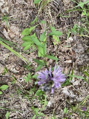 Centaurea nigrescens