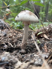 Amanita