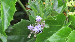 Duranta