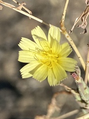 Lactuca saligna