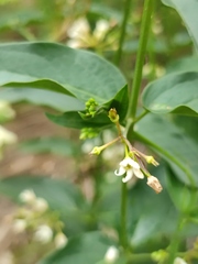 Vincetoxicum hirundinaria