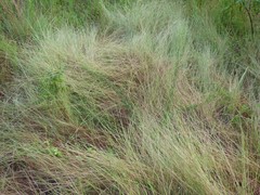 Schizachyrium tenerum