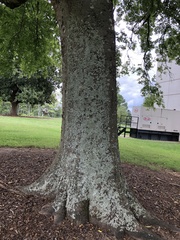 Lecanoromycetes