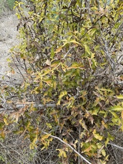 Berberis trifoliolata
