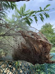 Hyphantria cunea