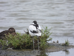 Recurvirostra avosetta