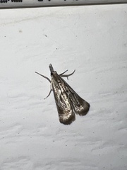 Microcrambus elegans