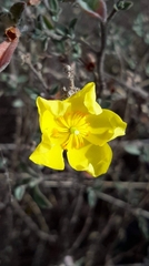 Crocanthemum glomeratum