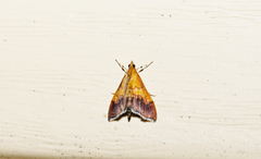 Pyrausta bicoloralis