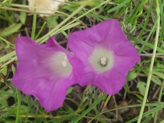 Ipomoea plummerae