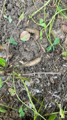 Deroceras reticulatum