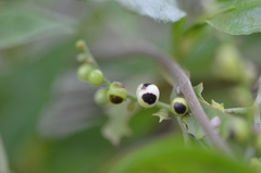Myriopus