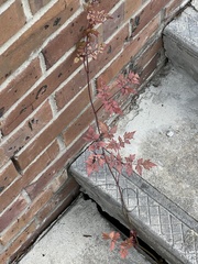Plantae
