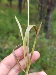 Ranunculus illyricus