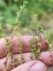Veronica verna