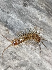 Lithobius variegatus