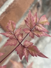 Plantae