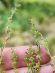 Veronica verna