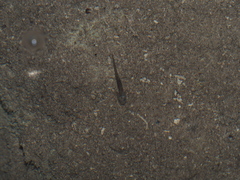 Salamandrina perspicillata