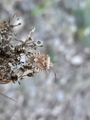 Codophila varia