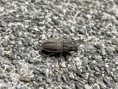 Naupactus