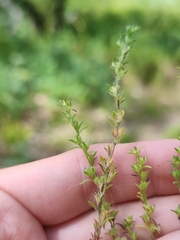 Veronica verna