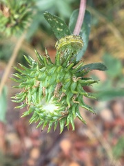 Heliothis