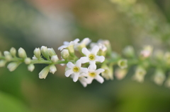 Citharexylum berlandieri