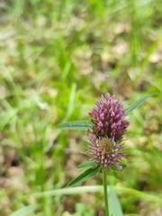 Trifolium alpestre