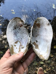 Utterbackiana implicata