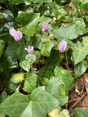 Cyclamen hederifolium