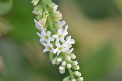 Citharexylum berlandieri