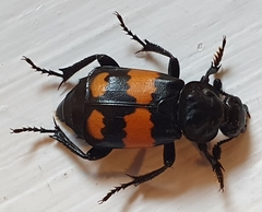 Nicrophorus vespilloides