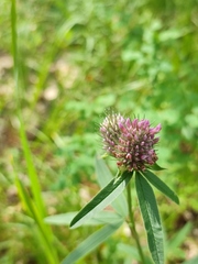 Trifolium alpestre