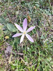Colchicum autumnale
