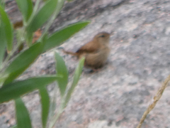 Troglodytes troglodytes