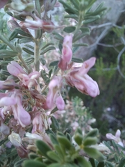 Indigofera brachystachya