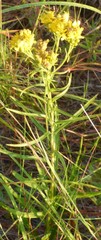 Solidago nitida