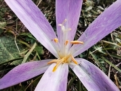 Colchicum autumnale