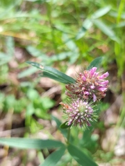 Trifolium alpestre